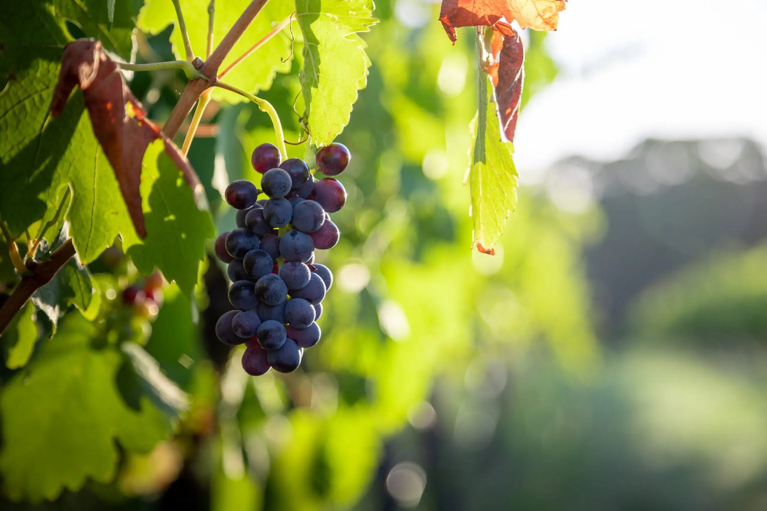 Shiraz 2022 Molly Morgan Wines 5