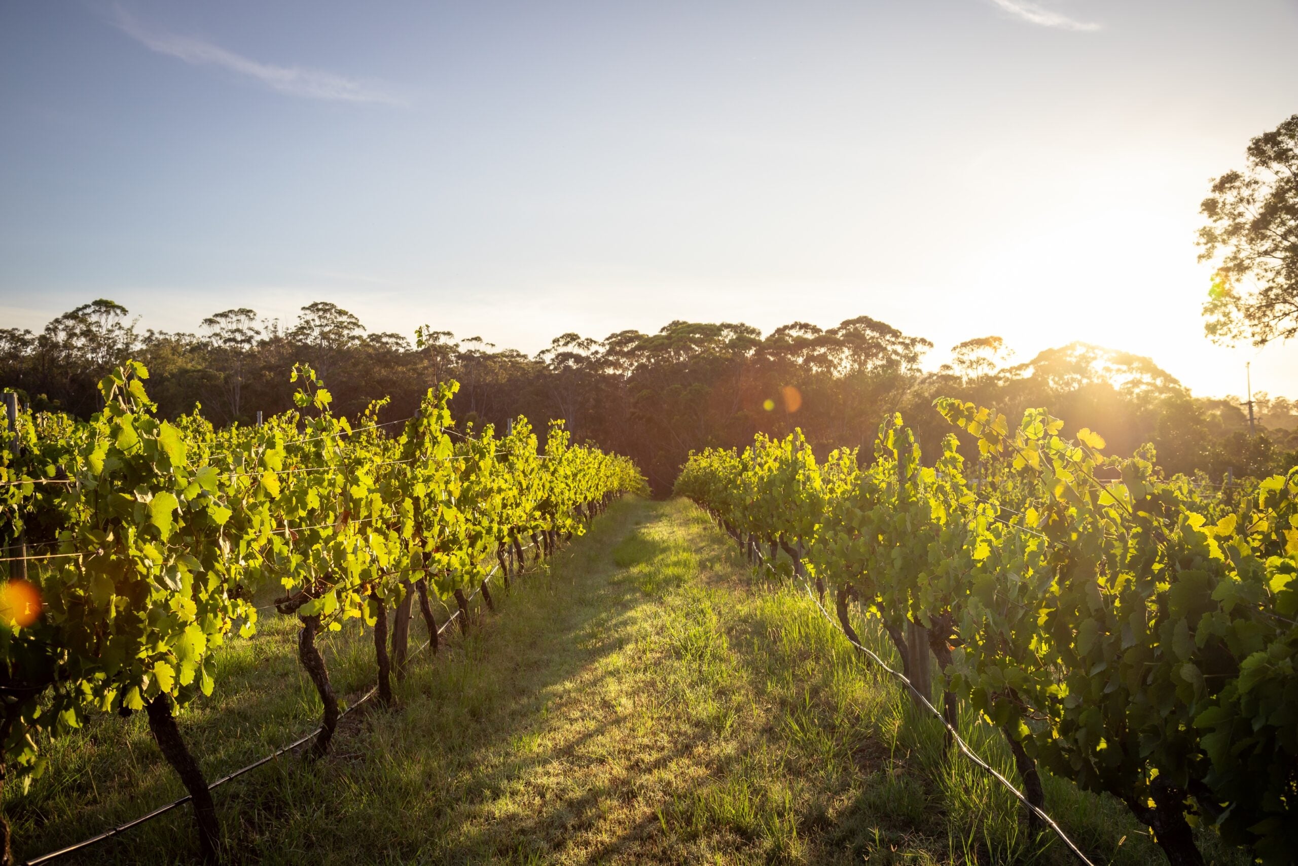 Shiraz Tasting image 2