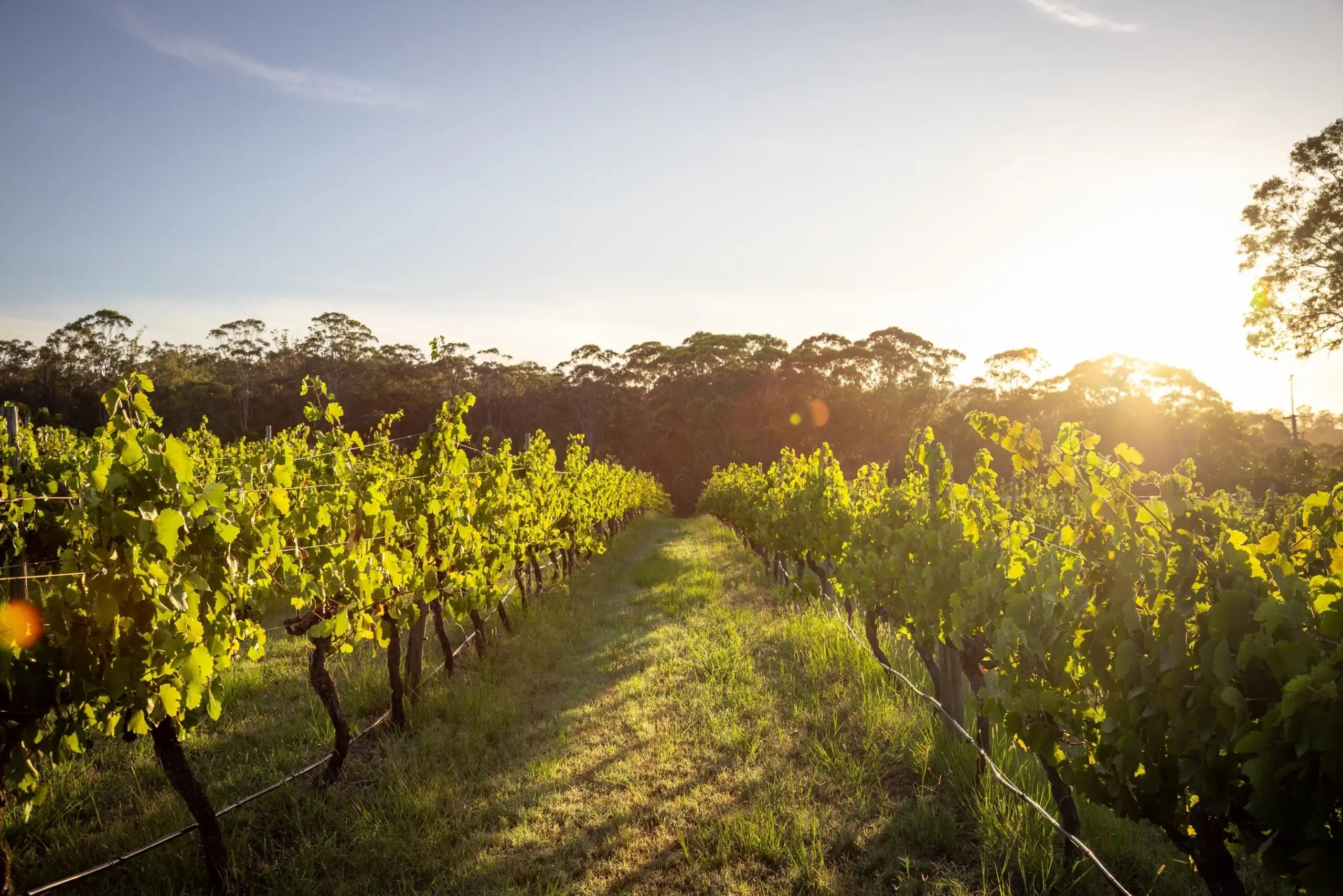 Shiraz 2018 Molly Morgan Wines 2