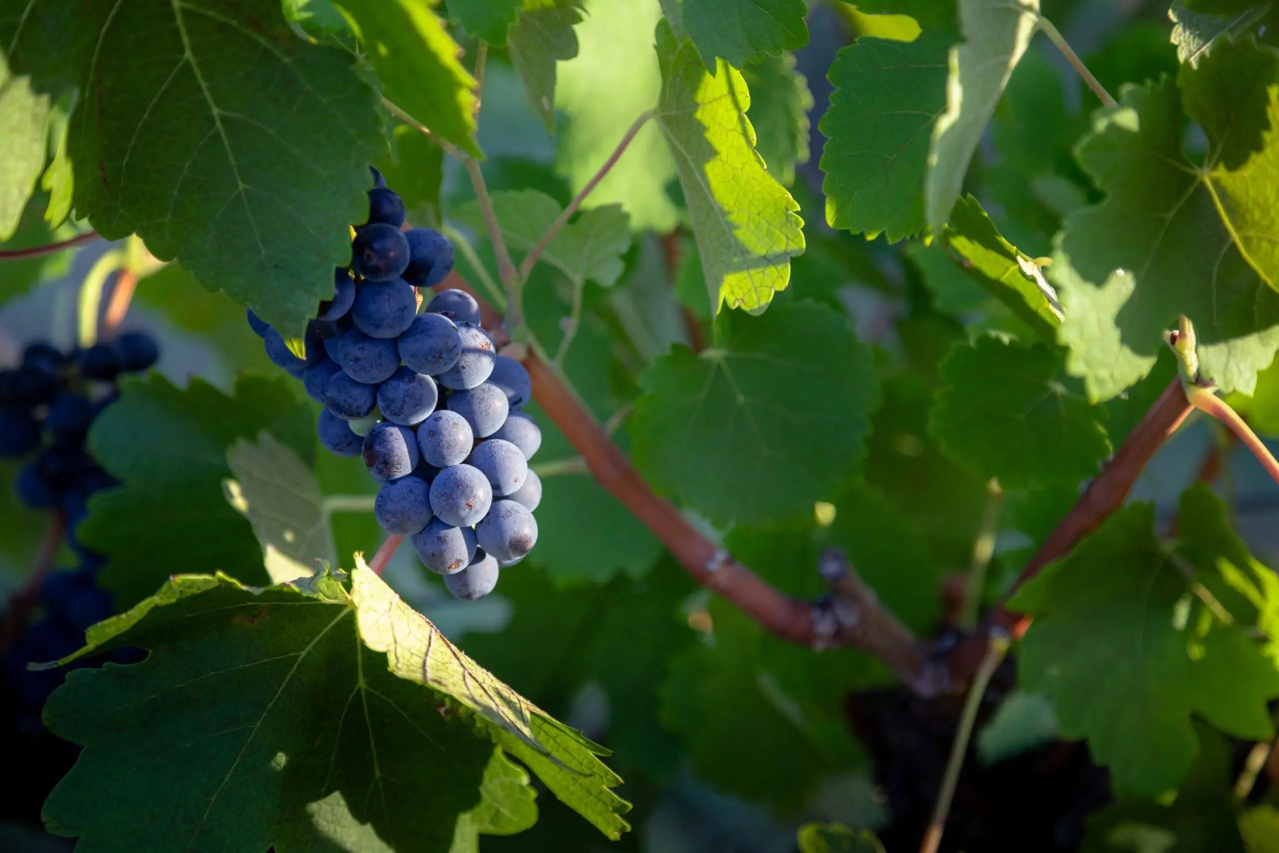 Shiraz 2018 Molly Morgan Wines 5